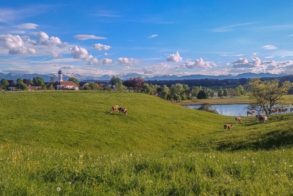 Wiesen, Kühe, Iffeldorf und Alpen im Hintergrund
