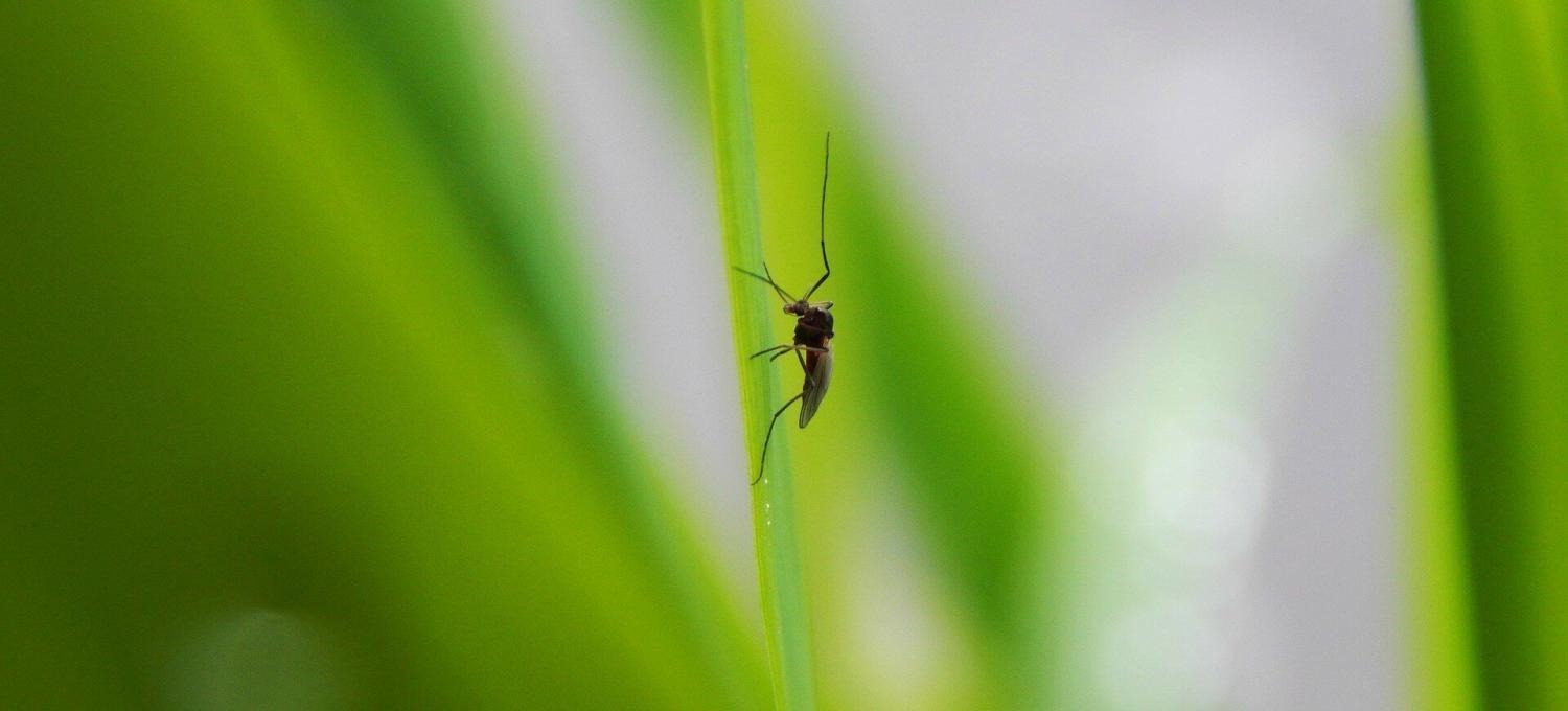 Mücke die auf einem Schilf Blatt sitzt