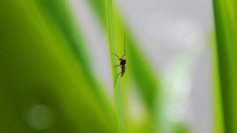 Mücke die auf einem Schilf Blatt sitzt