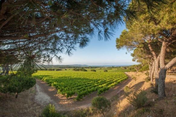 Camping Les Tournels - Blick über die Weinberge auf Ramatuelle