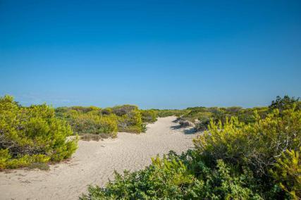 Dünen mit grüner Vegetation am Strand Riva di Ugento - Camping in Apulien
