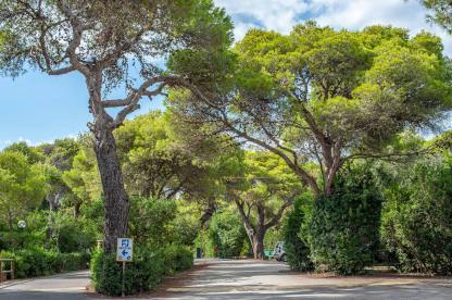 große Kiefern und viele Büsche am Eingang Rezeption des Campingplatzes Riva di Ugento - Camping in Apulien