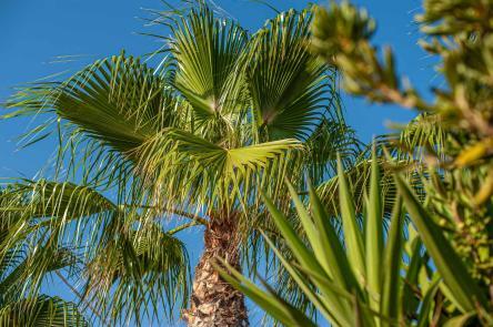 Palmenblätter vor blauem Himmel - Hinterland von Salento