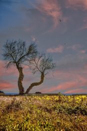 Baum mit blühendem Feld nähe Gallipoli - Hinterland von Salento